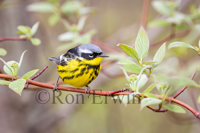 Magnolia Warbler Male