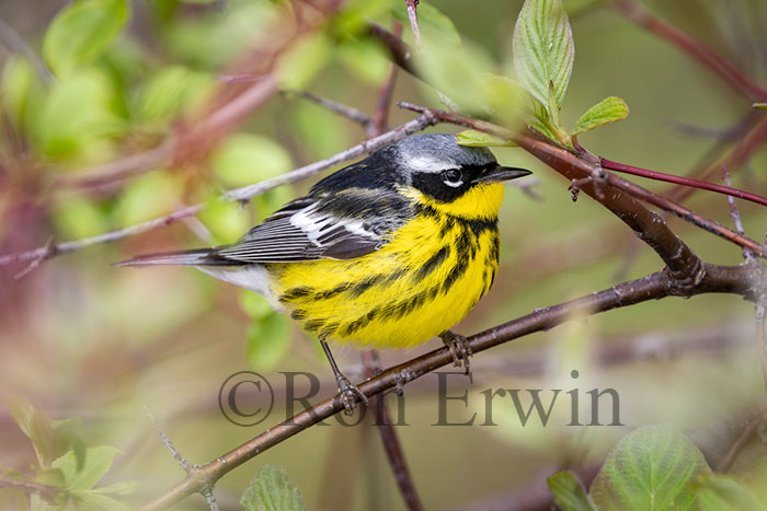 Magnolia Warbler Male