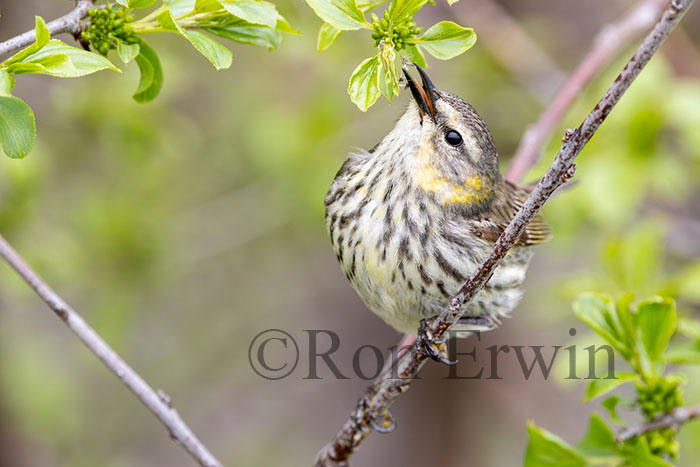 Female Cape May Warbler
