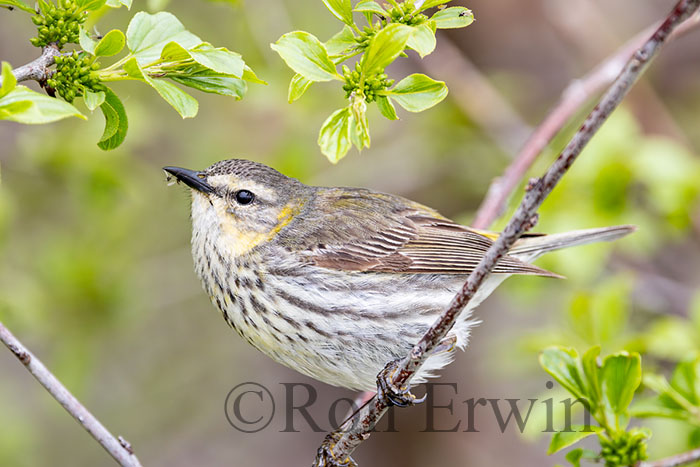 Cape May Warbler Female