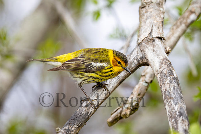 Cape May Warbler Male