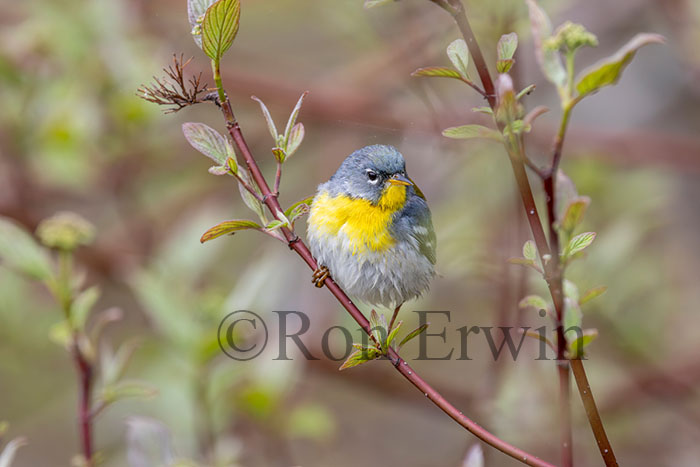 Immature Female Northern Parula