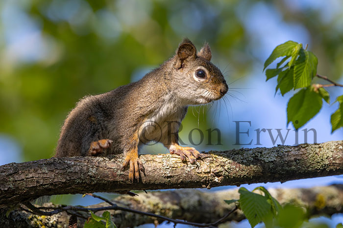 American Red Squirrel