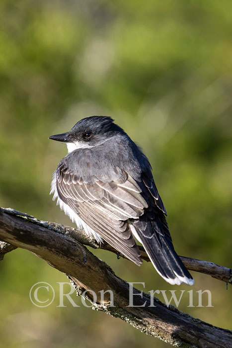 Eastern Kingbird