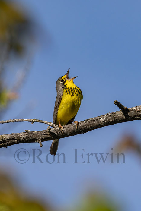 Singing Male Canada Warbler
