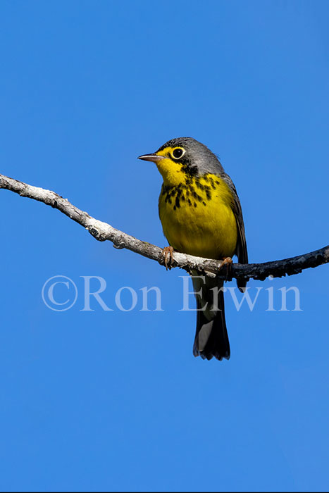 Male Canada Warbler