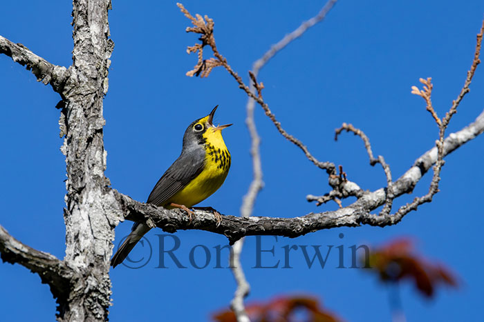 Singing Male Canada Warbler