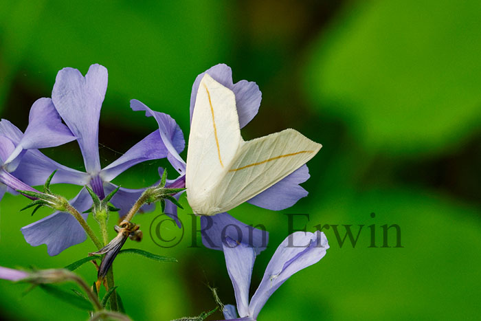 White Slant-line Moth