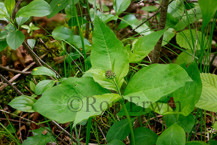Four-leaved Milkweed