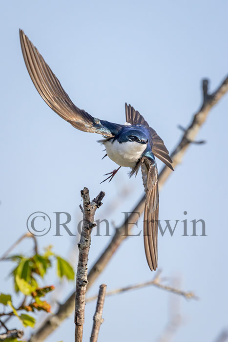Tree Swallow in Flight