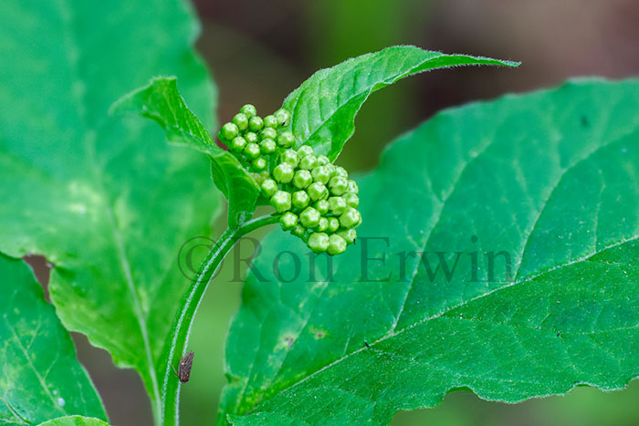 Four-leaved Milkweed