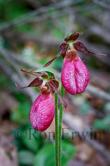 Pink Lady's Slippers