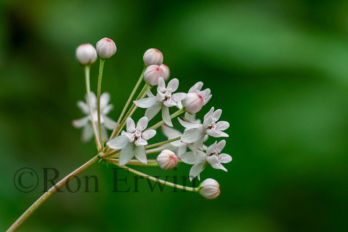 Four-leaved Milkweed
