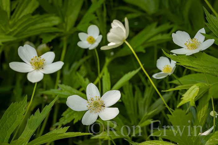 Canada Anemone