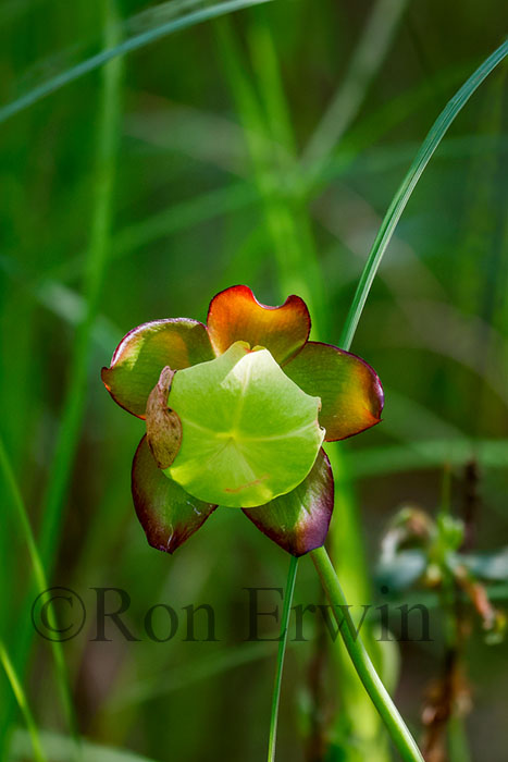 Northern Pitcher Plant