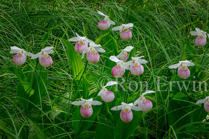 Showy Lady's Slippers