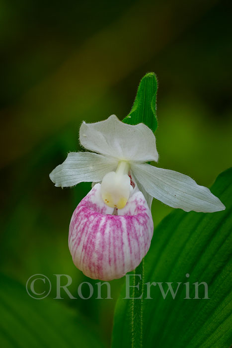 Showy Lady's Slippers