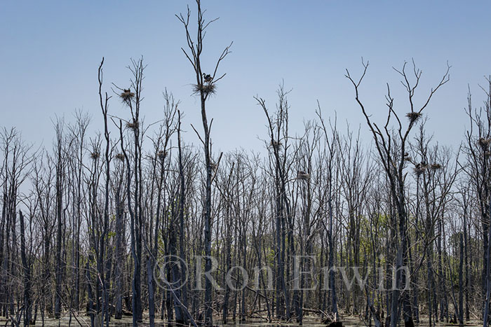 Slab Creek Heron Colony
