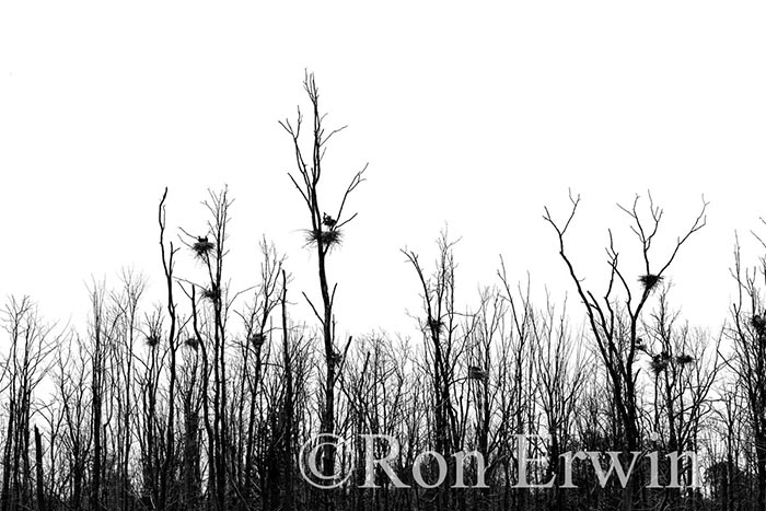 Slab Creek Heronry