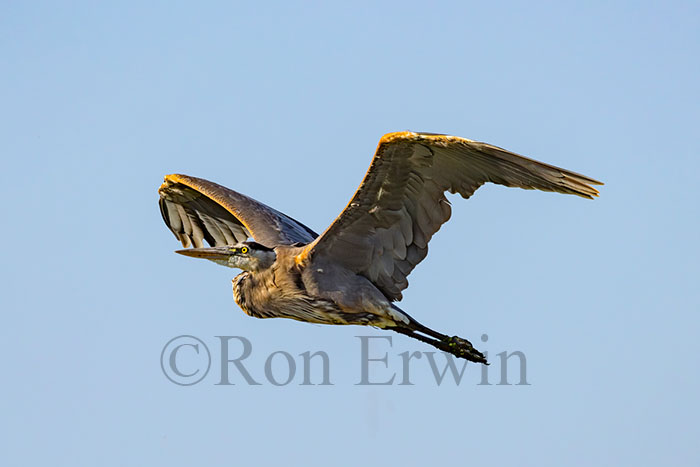 Immature Great Blue Heron