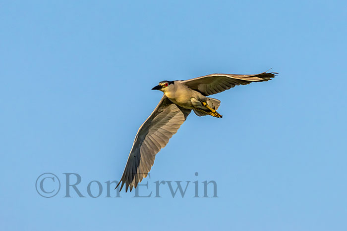 Black-crowned Night Heron