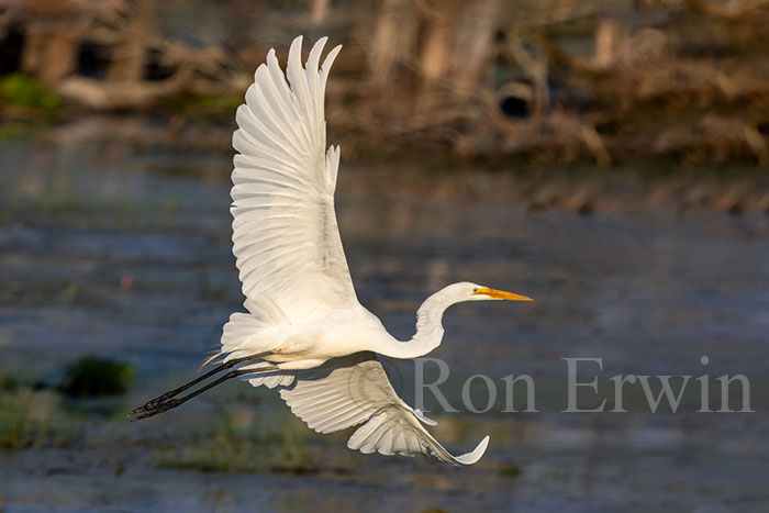 Great Egret in Flight