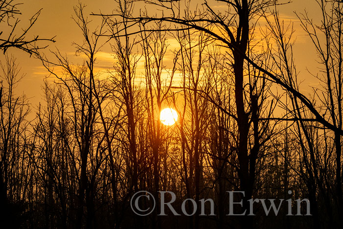 Slab Creek Swamp, PEC