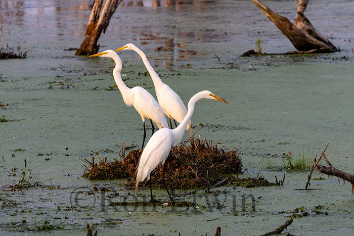 Great Egrets