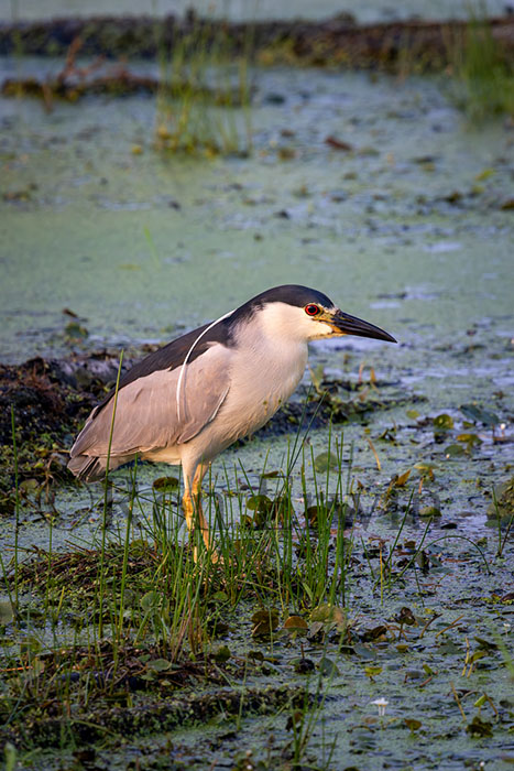 Black-crowned Night Heron