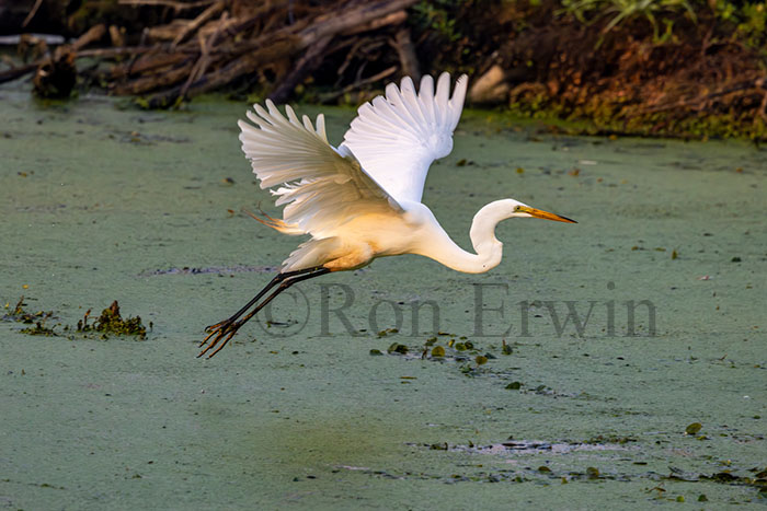 Great Egret in Flight
