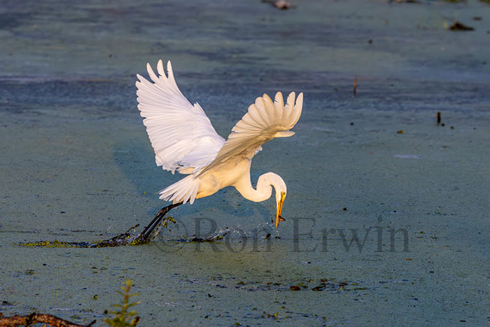 Great Egret in Flight