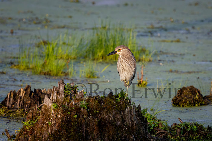 Immature Black-crowned Night Heron