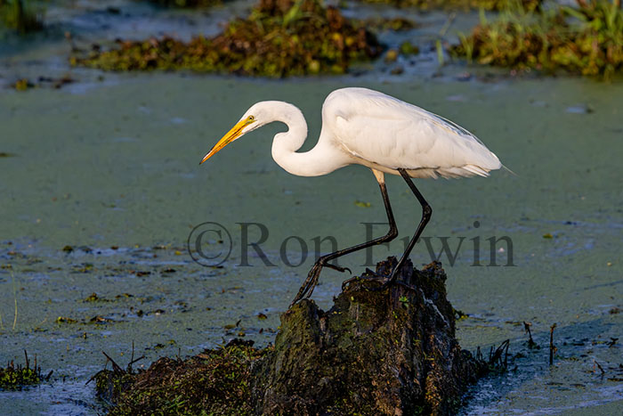 Great Egret