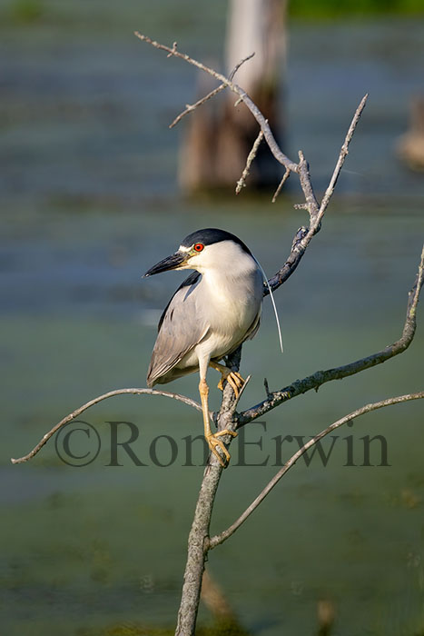 Black-crowned Night Heron