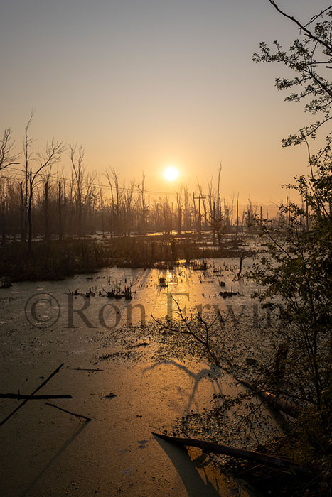 Slab Creek Swamp, PEC