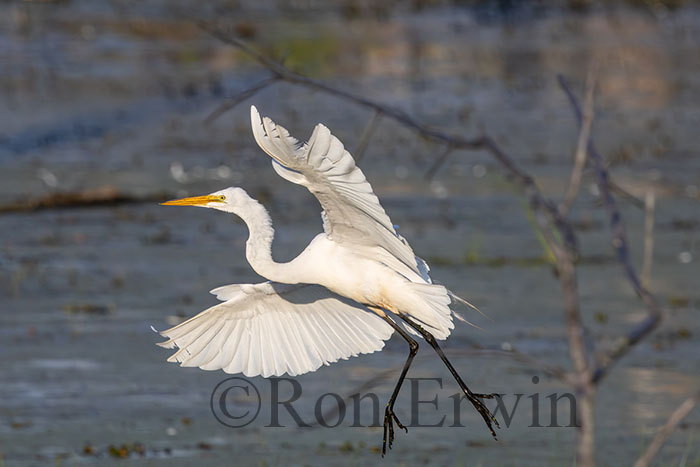 Great Egret
