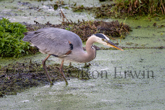 Great Blue Heron
