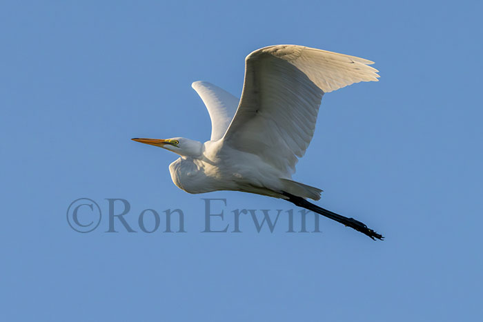 Great Egret