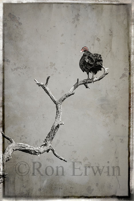 Out on a Limb