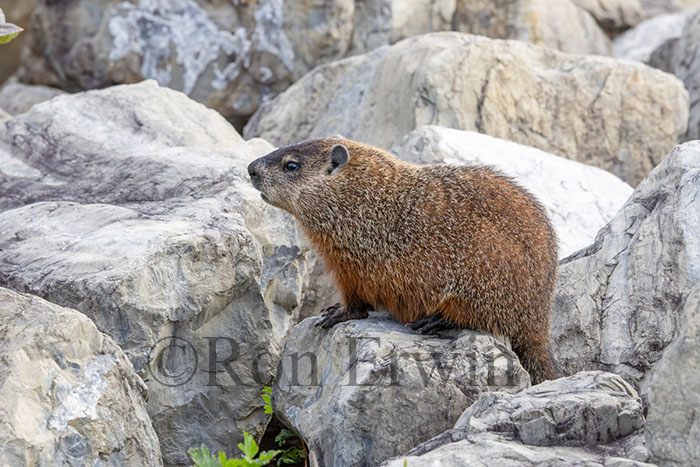 Woodchuck