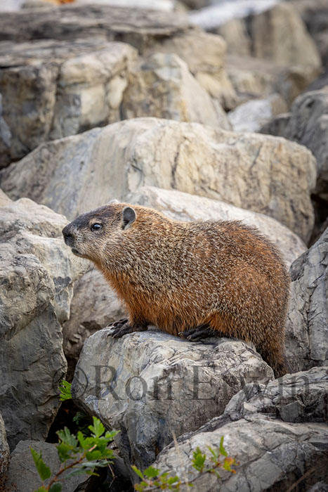 Woodchuck