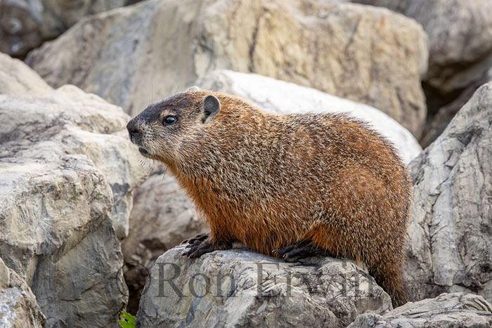Woodchuck