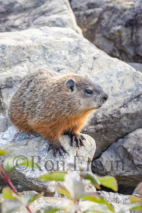 Woodchuck