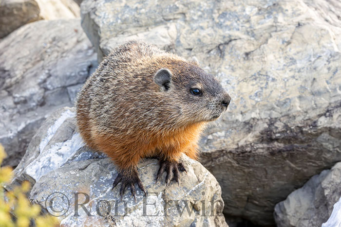 Woodchuck