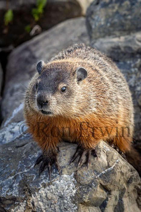 Woodchuck