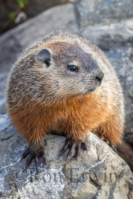 Woodchuck