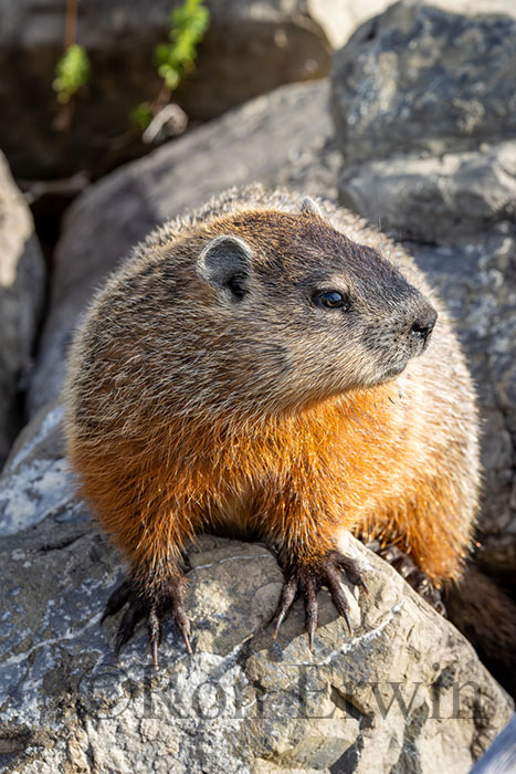 Woodchuck