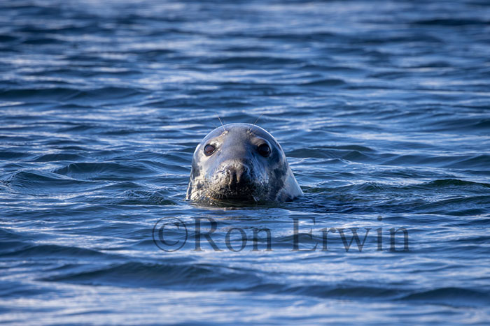 Grey Seal