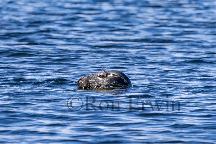 Grey Seal