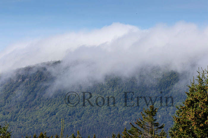 Fog in Forillon National Park, QC